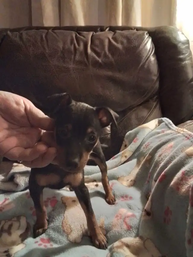 min pin puppies in Dogs & Puppies for Rehoming in Owen Sound - Image 10