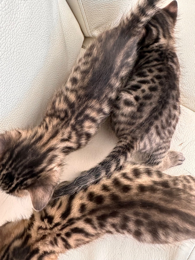 WAITLIST FOR BENGAL KITTENS in Cats & Kittens for Rehoming in City of Halifax - Image 2