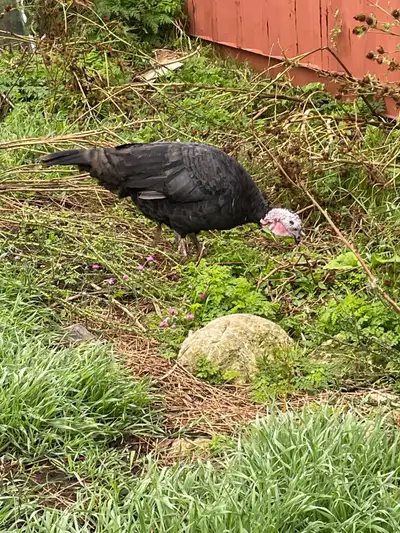  Black Spanish turkeys, View more