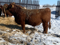 Yearling and two year old Simmental bulls for sale