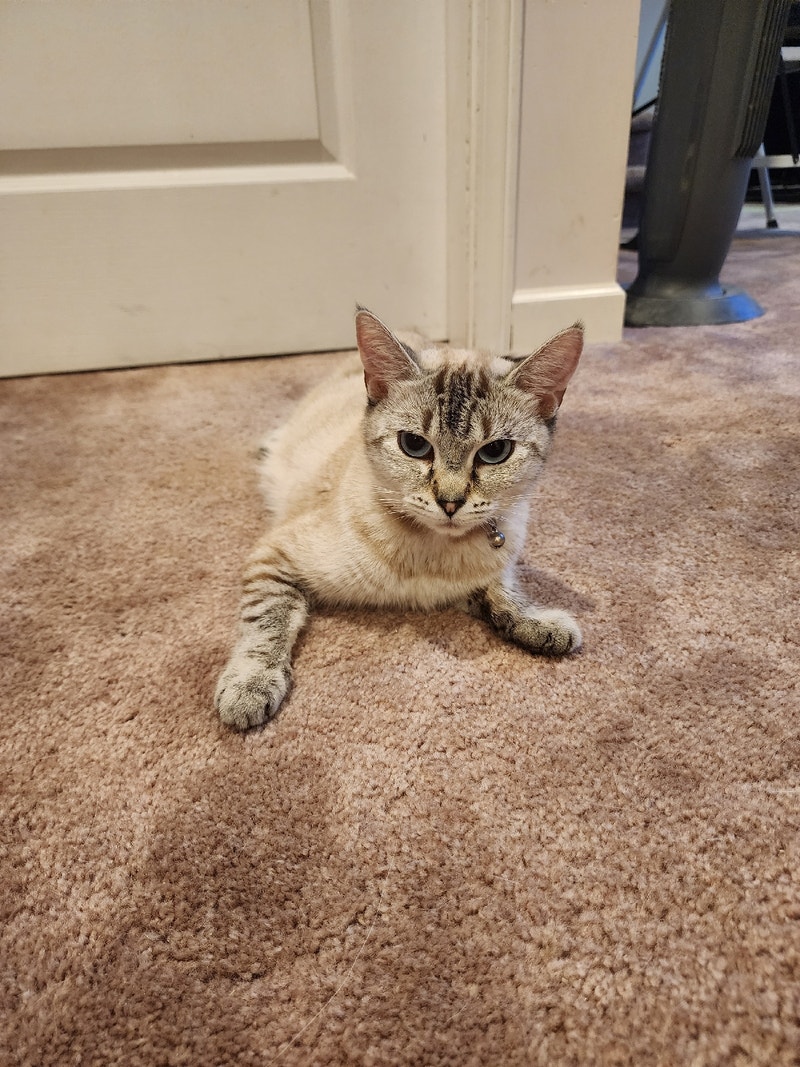 Beautiful siamese tabby 1 year old Cats & Kittens for Rehoming