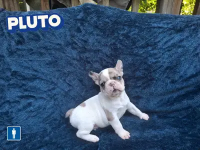 We are thrilled to announce the arrival of our stunning French Bulldog litter born on May 10, 2025!...