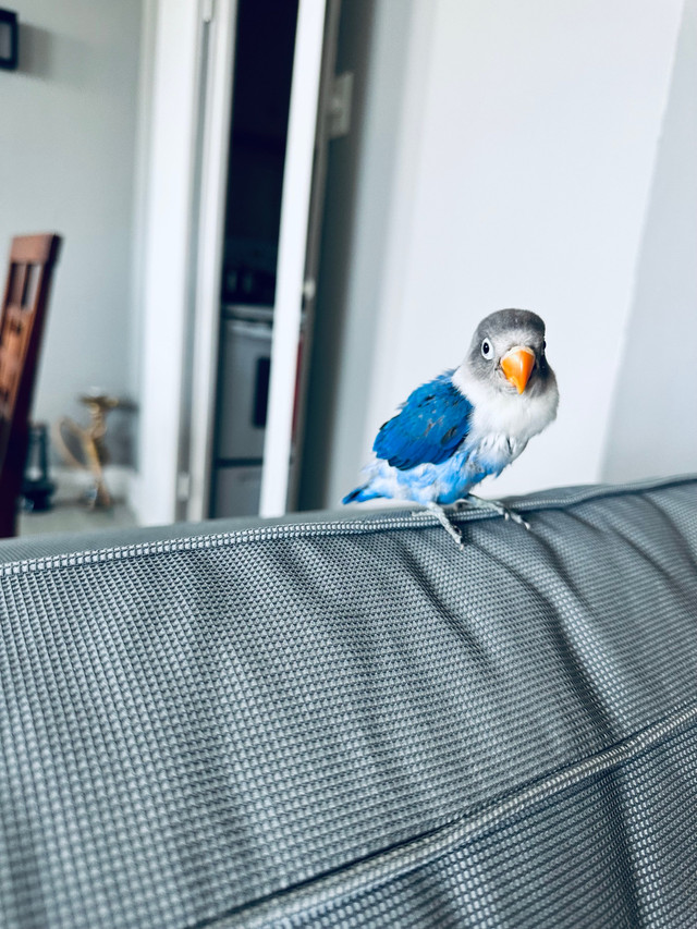 Lost my blue Lovebird in Lost & Found in City of Toronto - Image 3