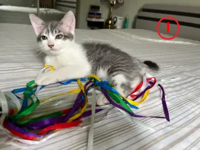 ❤️ 4 Chatons à Adopter – 2 Mois, Poil court – Voir Vidéo ❤️, View more