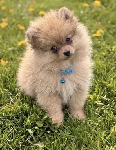 Small Pomeranian Puppy ( Male), View more