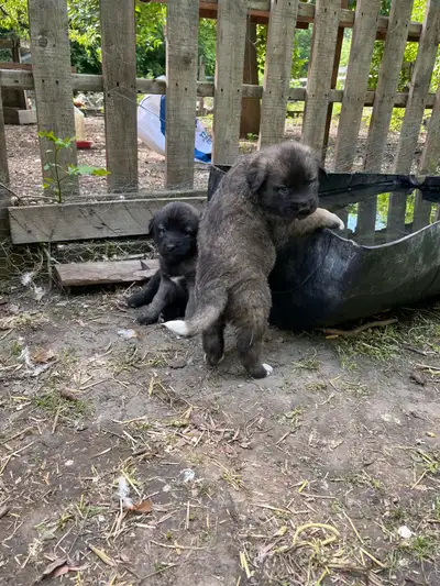 Kangal/Anatolian cross puppies, View more