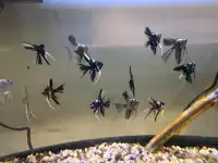 assorted angel fish for sale at TT pets