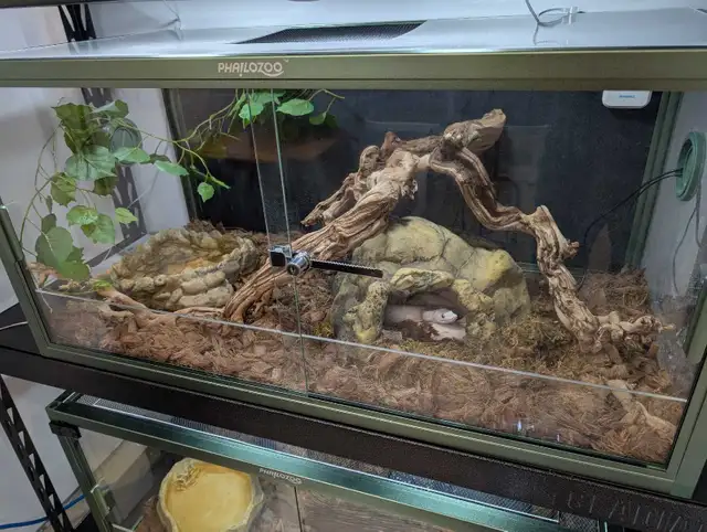 Python royal | Reptiles & Amphibians for Rehoming | Rimouski / Bas-St ...