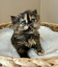  Persian kittens for reservation