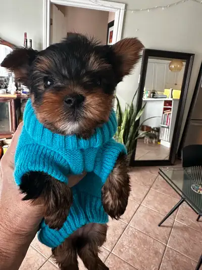 Gorgeous Yorkie/Biewer Pup available!, View more