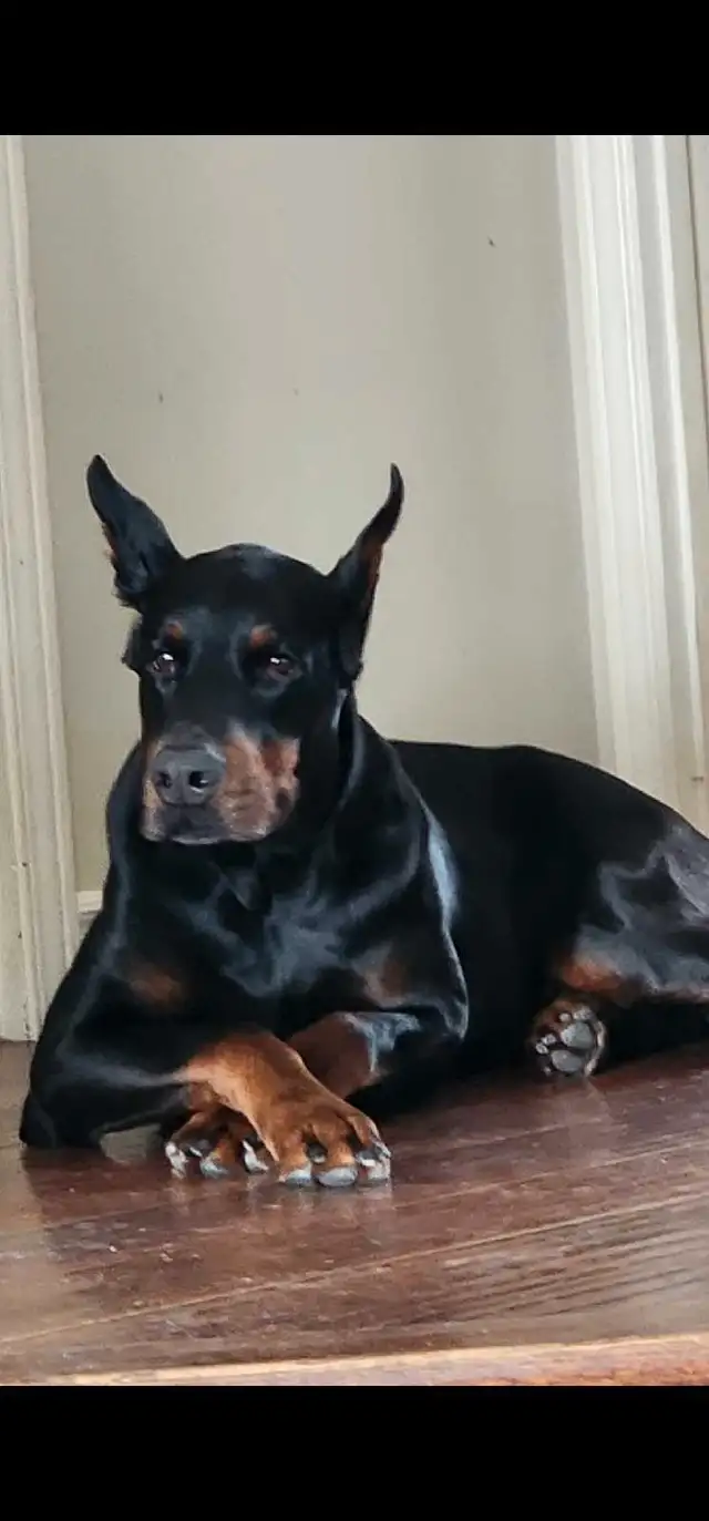 Doberman Européen et/ou américain in Dogs & Puppies for Rehoming in Laval / North Shore - Image 5
