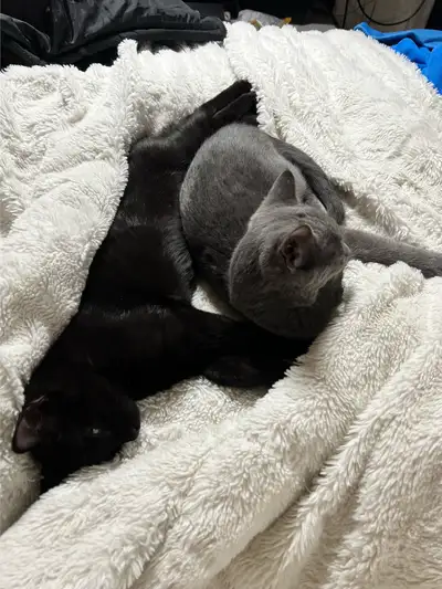 2 male cats for adoption, View more