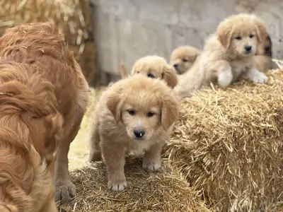 Golden retriever mix pups, View more