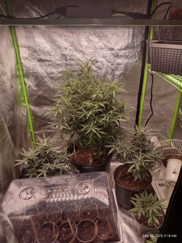 4x3x3 grow tent with CO2 bag $300 in Other in Muskoka