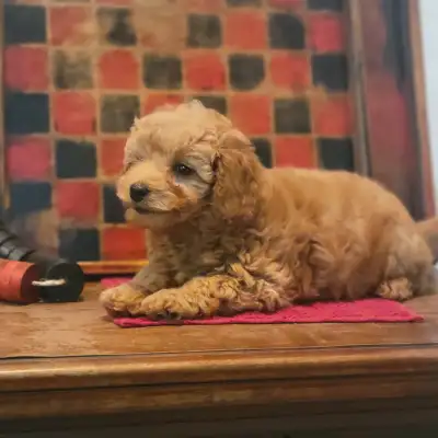 Mini Golden Doodle Puppies, View more