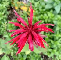 Bee Balm Plants for Sale - Red