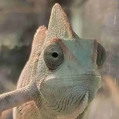 baby veiled chameleon, View more