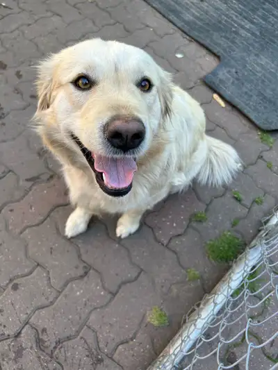 Golden/Great Pyrenees , View more