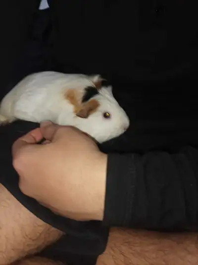 2 female guinea pigs very friendly and healthy comes with everything they need the white one is more...