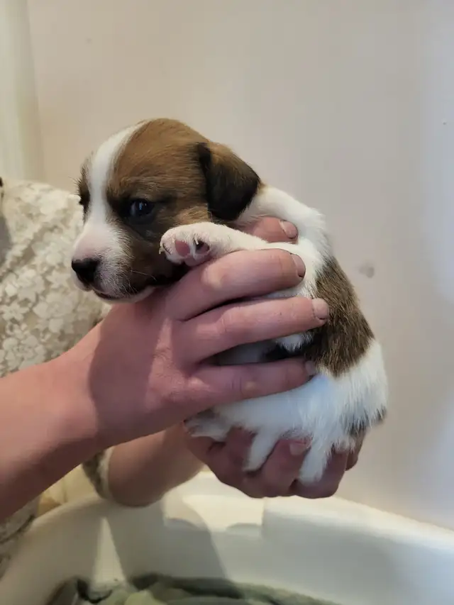 Cute Jack Russell Pups for Sale! in Dogs & Puppies for Rehoming in Pembroke - Image 7