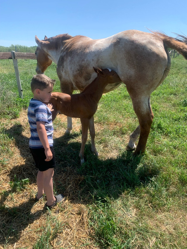 Older Appaloosa mare in Horses & Ponies for Rehoming in Edmonton - Image 3
