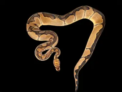 Male Blade Clown Ball Python, View more