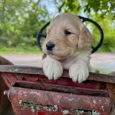 Standard Golden Doodles These puppies are super calm and have wonderful temperaments. They come with...