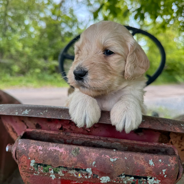 Medium size golden doodles in Dogs & Puppies for Rehoming in Ottawa