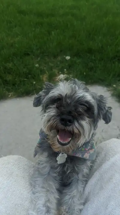 Pasileyis approximately nine year old S She’s spayed, chipped and up-to-date on all shots Fully hous...