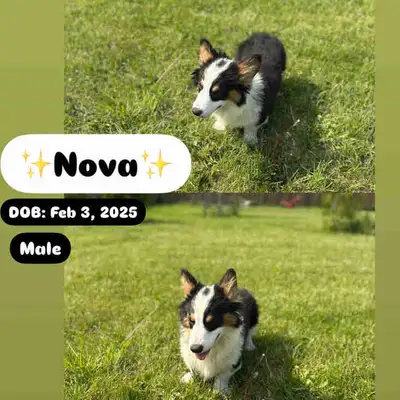 Corgi Puppies – Ready for Loving Homes! Location: Cambridge, ON Ready for pickup! We have 6 adorable...
