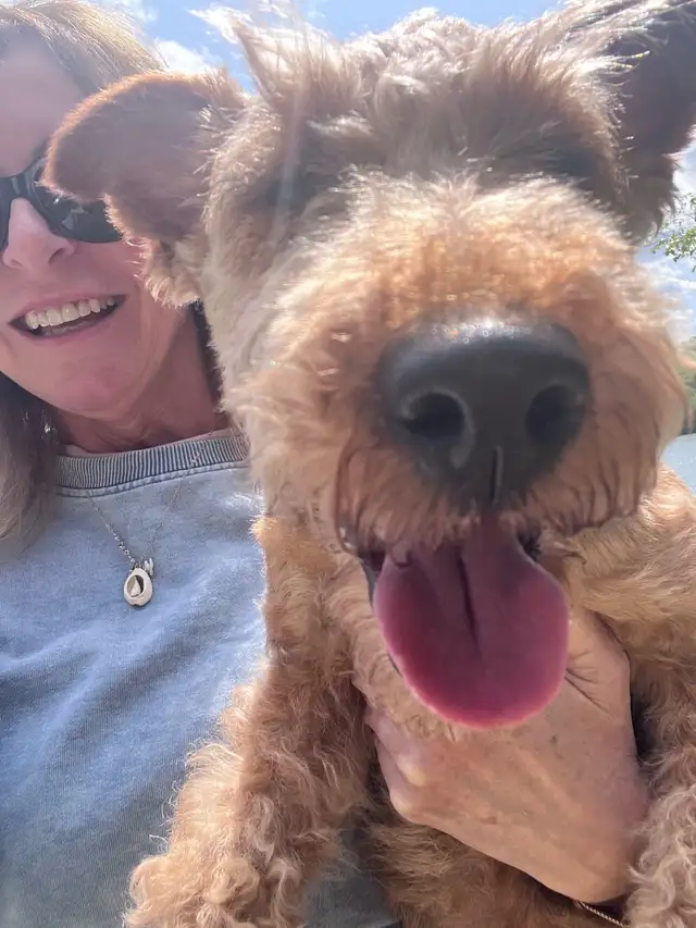 Welsh Terrier-  Female in Dogs & Puppies for Rehoming in Laval / North Shore - Image 6