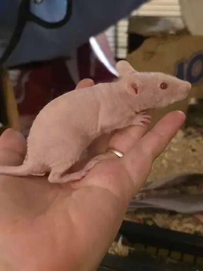 Bluedragon rattery has buy 1 get 1, View more