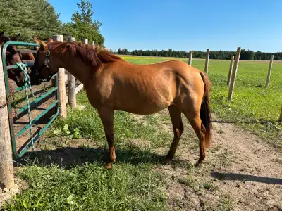 2yo AQHA Filly - Backed, View more