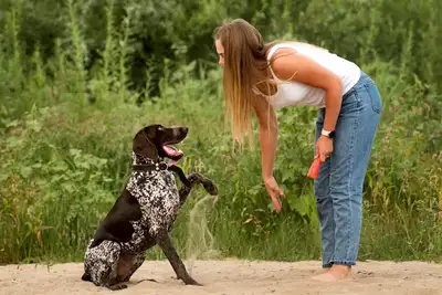 Dog Walking and Training  — Your Dog Will Be Addicted, View more