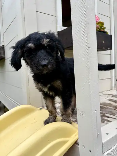 ***ONE LEFT*** MUST REGOME REDUCED PRICE Experienced, Trusted, and Family Focused Breeder Bringing a...