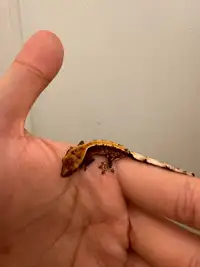 Frogbutt Crested gecko from good lineage