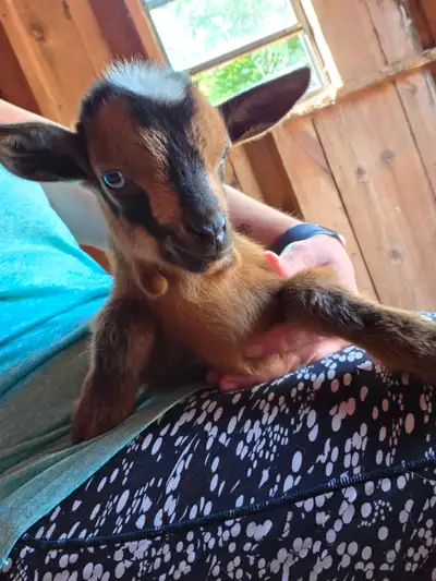 Baby Goats!!, View more