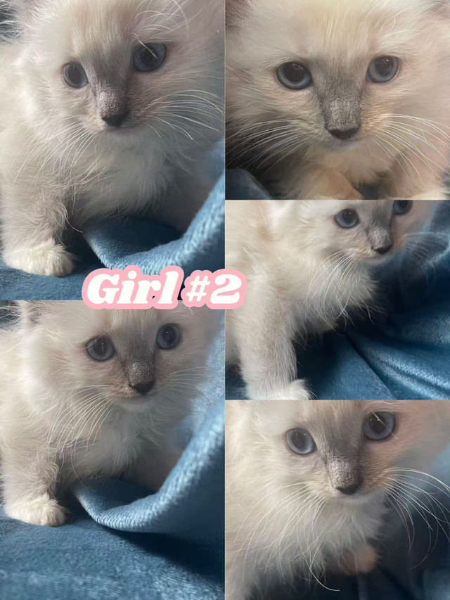 Beautiful Purebred Ragdoll Kittens Looking For Adoption in Cats & Kittens for Rehoming in Vancouver - Image 4