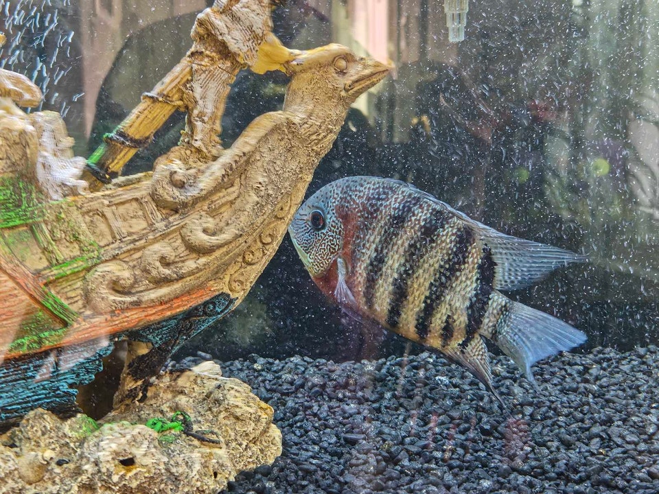 Red Tiger Severum | Fish for Rehoming | Mississauga / Peel Region ...