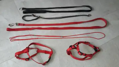 4 Laisses et 2 harnais ajustables pour petit chien En bon état $20. le tout ou $5. ch.