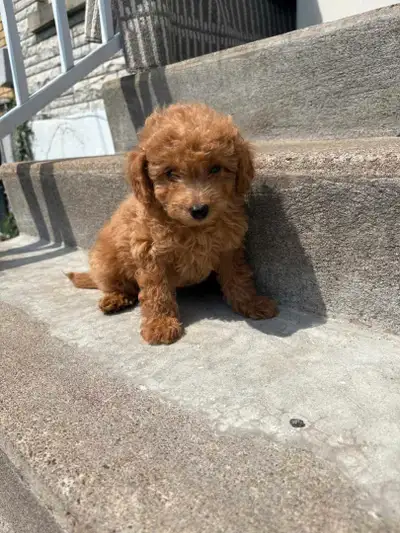 Mini Maltipoo, View more