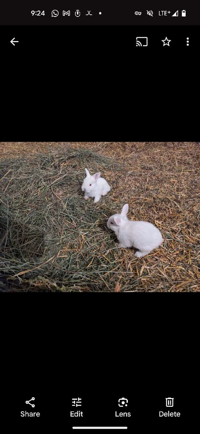 White Bunnies. Rabbit Pets . in Small Animals for Rehoming in Red Deer - Image 3