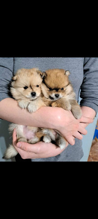 Adorable Purebred Pomeranian Puppies