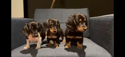 Mini Dachshunds Available, View more