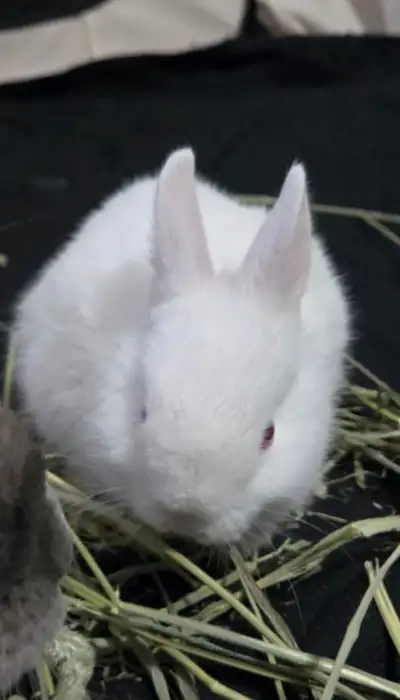 Free Netherland bunnies, Boy and a girl looking for a new and loving home. They were born March 20th...