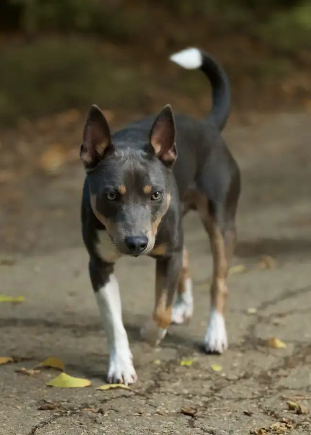CKC Rat Terrier Puppies in Dogs & Puppies for Rehoming in Mission - Image 6