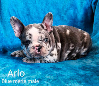 Ckc Registered French Bulldog Puppies