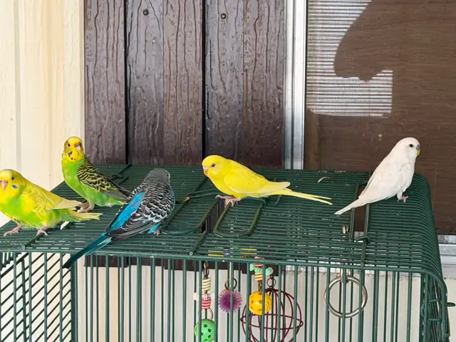 budgie bird   in Birds for Rehoming in Chilliwack - Image 8