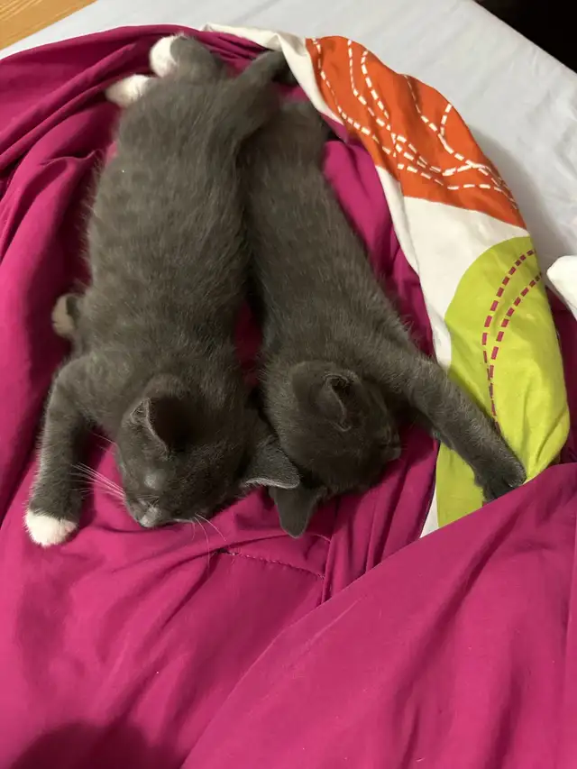 Kitten’s for sale in Cats & Kittens for Rehoming in Laval / North Shore - Image 10