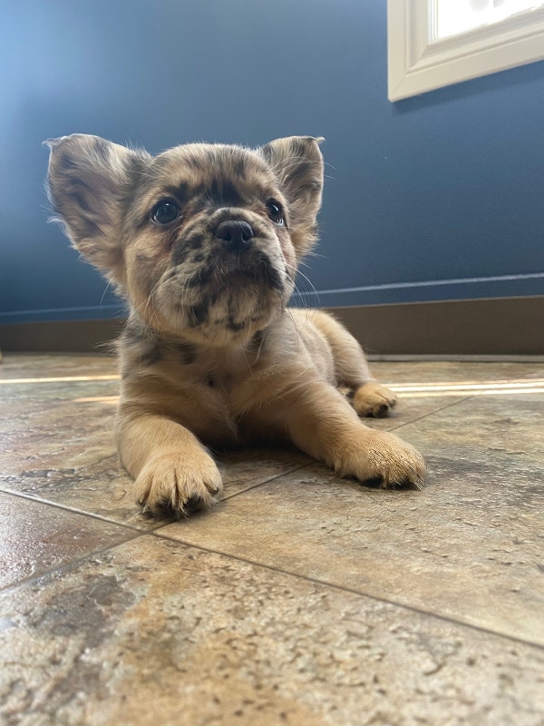 Fluffy French bulldogs for sale Dogs & Puppies for Rehoming